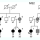 The family trees of the two families with the MS-causing mutation. “M” signifies individuals with the mutation; black circles represent individuals with MS and age of disease onset; gray circles or squares denote individuals with the mutation whose health is unknown. (image credit: Carles Vilarino-Guell/University of British Columbia)